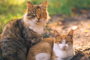 kaiyun登录入口-中国女篮实力提升明显，中国女篮实力剧增