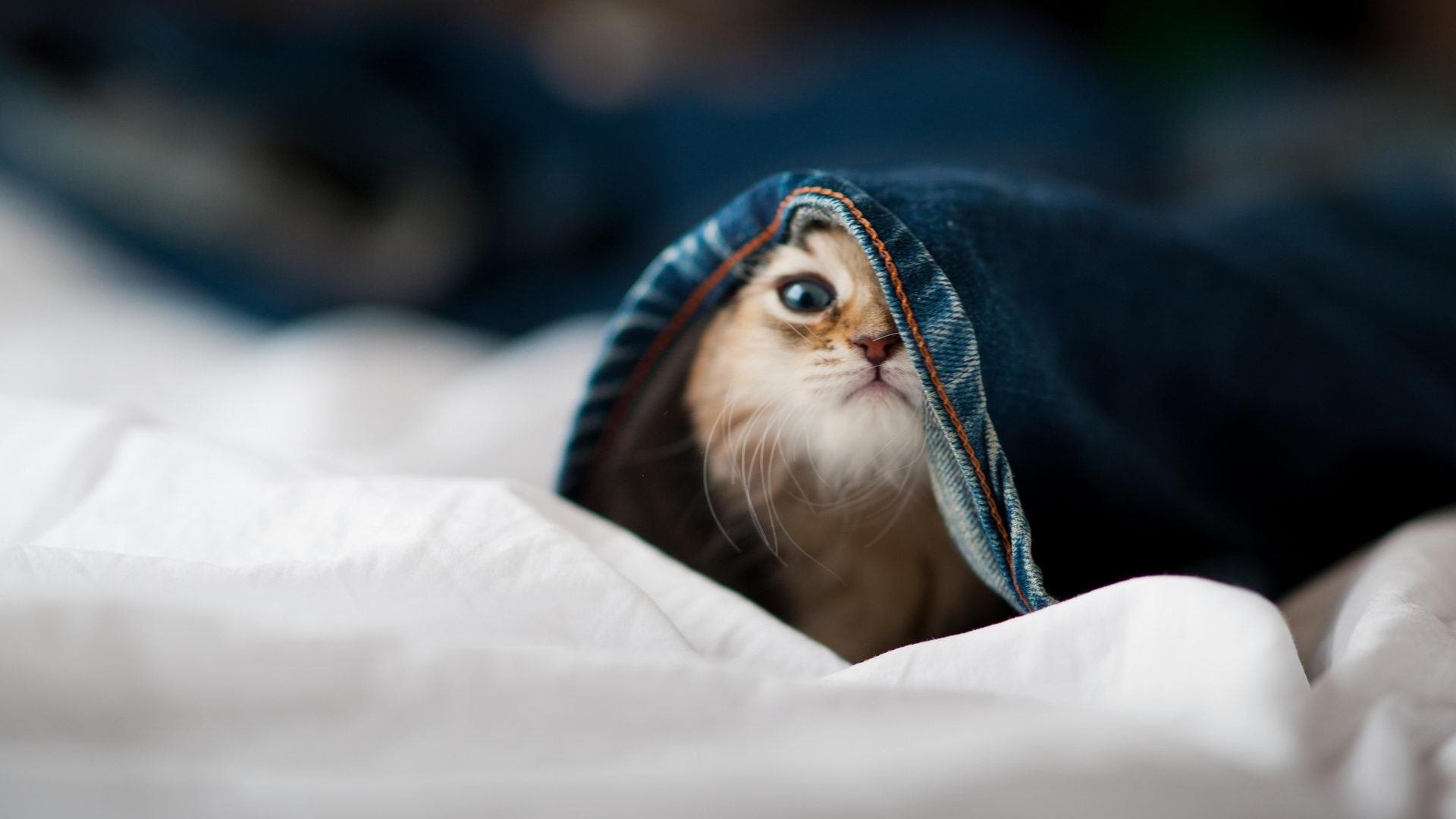 加拿大队赛制解读：如何通过赛制调整提升整体战术配合，加拿大队伍