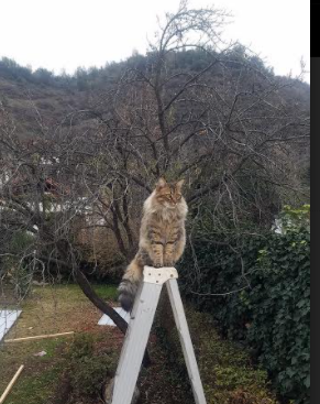 快节奏体系是否对身高不足的球员更有利,快节奏的弊端