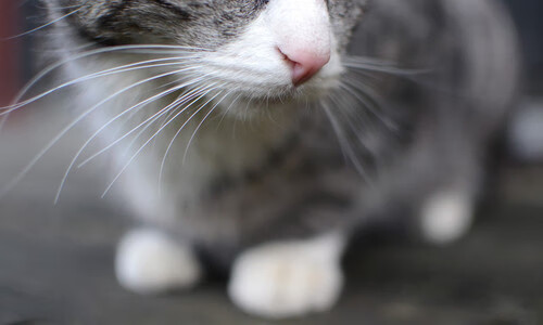 本菲卡队员默契十足，战术执行到位，本菲卡球队怎么样