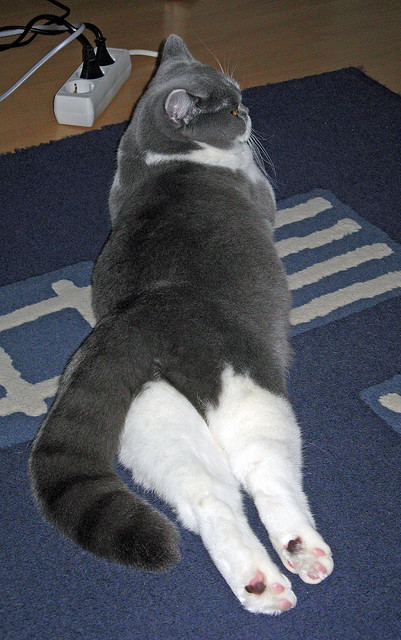 武术套路国家队制定新周期动作训练模板，武术套路全年训练计划