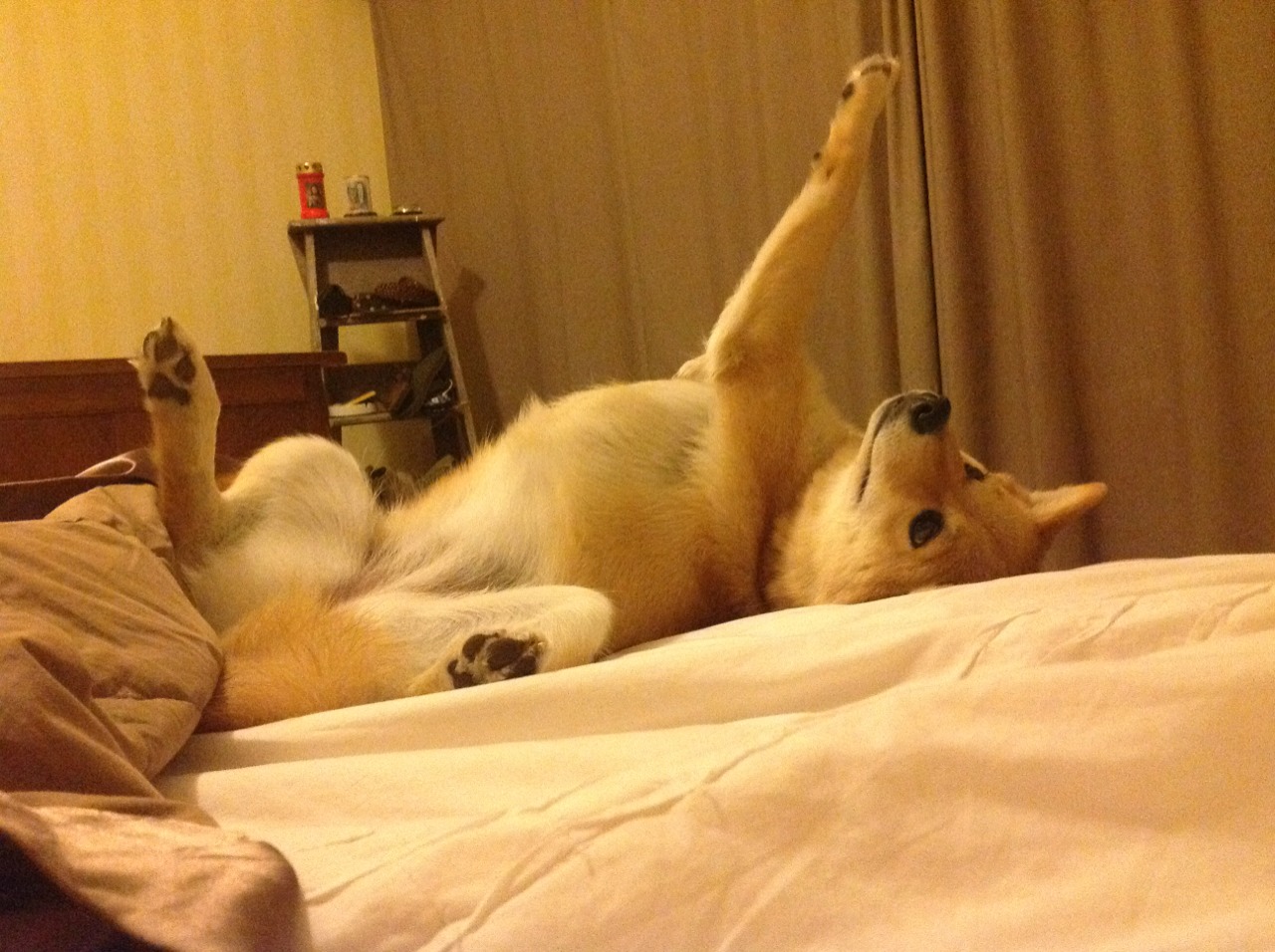 武术套路国家队制定新周期动作训练模板，武术套路全年训练计划