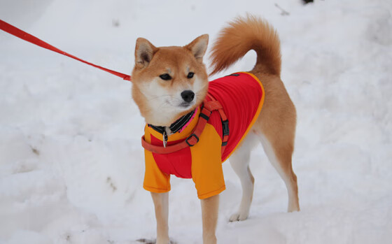 中国足球联赛实施裁判辅助教学直播计划，中国足球协会裁判员管理系统